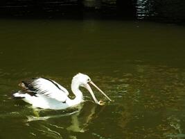 beeld van Australisch pelikaan vogel zwemmen in een meer Bij zonnig dagen. pelecanus conspicillatus is een aquatisch vogel. foto