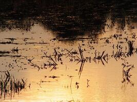 abstract achtergrond beeld van een zonsopkomst reflectie Aan een moeras water oppervlak. silhouetten van riet groeit in landelijk moeras dat weerspiegelt gouden licht van de zon foto