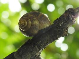 natuurlijk schoonheid van slakken leven in de Woud of tuin foto