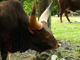 portret van Afrikaanse ankole watusi koe met groot en lang Hoorn. foto