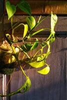 mooi combinatie van een huis planten met hangende glas pot Aan een traditioneel Purper houten muur met gouden geel licht zon stijgen foto
