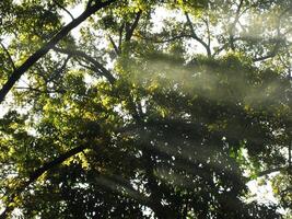 mooi zon stralen voorbijgaan door bomen in een Woud. straal van licht komt eraan tussen de bomen. zonnestralen. foto
