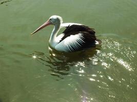 beeld van Australisch pelikaan vogel zwemmen in een meer Bij zonnig dagen. pelecanus conspicillatus is een aquatisch vogel. foto