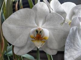 phalaenopsis orchidee bloem in de tuin Bij zomer dag voor schoonheid ansichtkaart en landbouw idee concept ontwerp foto