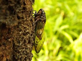 macro foto dichtbij omhoog van een cicade insect, cicade neergestreken Aan een Afdeling in haar natuurlijk leefgebied. cicadomorpha een insect dat kan maken geluid door trillen haar Vleugels.