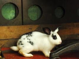 schattig grappig en pluizig zwart en wit konijn in de schuur. aanbiddelijk huisdieren met zacht pluis foto