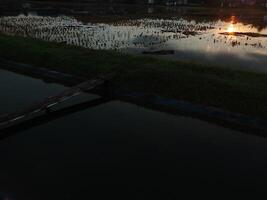 ontspannende en rustgevend landschap van een oud bamboe brug kruispunt een irrigatie chanel naar rijst- veld- met gouden geel licht van de zon stijgen foto