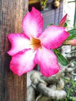 adenium arabisch bloem of woestijn roos of roze rood azalea bloeiend prachtig in de tuin. foto