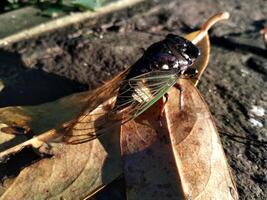 een cicade is neergestreken Aan droog leugen. dichtbij omhoog van krekels of cicadidae of tanna japonensis insect. mooi schepsel met vleugel en donker lichaam foto