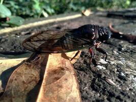 een cicade is neergestreken Aan droog leugen. dichtbij omhoog van krekels of cicadidae of tanna japonensis insect. mooi schepsel met vleugel en donker lichaam foto