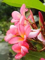 mooi roze frangipani bloem of plumeria bloeiend Bij botanisch tuin met vers regendruppels Aan het. tropisch spa bloem. foto
