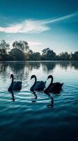 gesynchroniseerd zwanen, silhouetten van zwanen zwemmen in vorming aan de overkant een rustig vijver foto