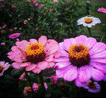 mooi bloeiend bloem in tuin foto