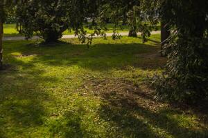 met gras begroeid Oppervlakte met bomen en weg in achtergrond foto