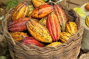 manden gevulde met geheel cacao fruit foto