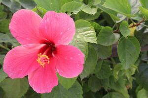 roze hibiscus bloem Aan boom in boerderij foto