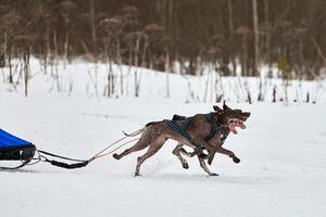 wintersledehondenraces foto