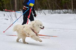 skijoring hondensport racen foto