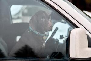 wijzer hond in auto, het rijden reizen huisdier foto