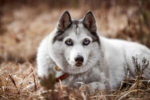 Siberisch schor hond met reusachtig ogen, grappig verrast schor hond met verward groot ogen, opgewonden hondje foto