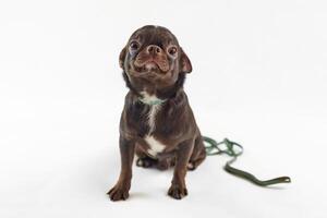 kort haren bruin chihuahua hond met riem geïsoleerd Aan wit achtergrond schattig aanbiddelijk chihuahua hond foto