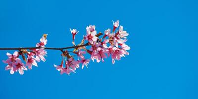 roze kers bloesem, mooi roze bloemen van Japans kers boom Aan blauw lucht achtergrond in tuin foto