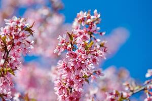 roze sakura bloesem, mooi roze bloemen van Japans kers boom Aan blauw lucht achtergrond in tuin foto