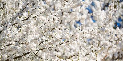 wit Pruim bloesem, mooi wit bloemen van prunus boom in stad tuin, gedetailleerd Pruim Afdeling foto