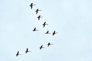 zwerm vogels, zwanen vliegen in de blauwe lucht in v-formatie foto