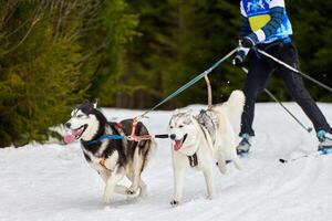 skijoring hondensport racen foto
