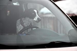 wijzer hond in auto, het rijden reizen huisdier foto