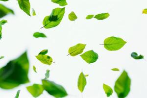 versheid concept met drijvend groen bladeren Aan wit foto