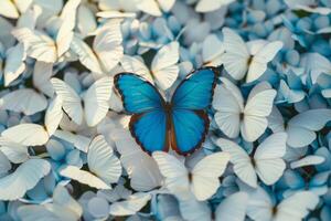solo blauw vlinder tussen een zee van wit vlinders foto