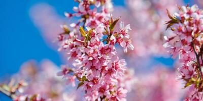 roze kers bloesem, mooi roze bloemen van Japans kers boom Aan blauw lucht achtergrond in tuin foto