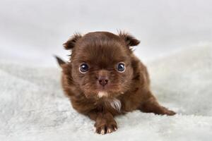 weinig chihuahua puppy Aan zacht wit kleding stof, schattig bruin hond ras met groot ogen Aan wit achtergrond foto