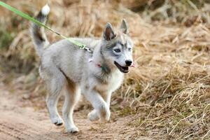 rennen Siberisch schor hond puppy Aan riem Aan herfst droog land, grappig blauw ogen schor hond wandelen foto