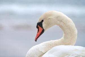 portret van grote witte knobbelzwaan naast zee, close-up foto