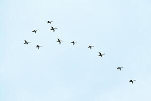zwerm vogels, zwanen vliegen in de blauwe lucht in v-formatie foto