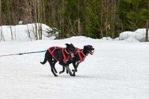 rennende wijzerhond op sledehondenraces foto