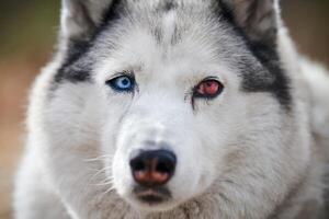 Siberisch schor hond met oog letsel dichtbij omhoog portret mooi schor hond met zwart wit jas kleur foto