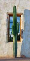 hoog cactus reflecterend in oud venster van gebarsten Adobe muur foto