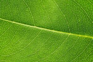 macro groen blad structuur met mooi Verlichting facture van plant, dichtbij omhoog macro foto van zuiver natuur