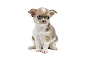 chihuahua puppy's, geïsoleerd foto