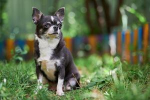 chihuahua puppy, hondje in de tuin foto