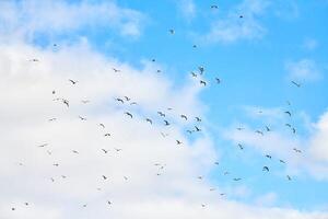vogels meeuwen vliegen in blauwe lucht met witte pluizige wolken foto