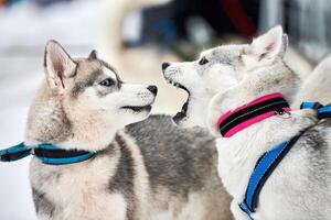 husky honden spelen in de sneeuw foto