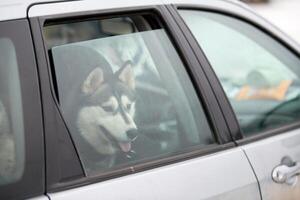 husky sledehond in auto, reishuisdier foto