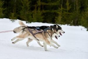 rennende huskyhond op sledehondenraces foto
