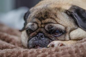 oud mopshond resting Aan de sofa foto