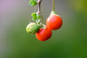 Europese buxus met rood bessen in Cyprus in winter 3 foto